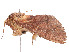  ( - CBG-A53639-C03)  @11 [ ] CreativeCommons - Attribution Share - Alike (2025) CBG Photography Group Centre for Biodiversity Genomics