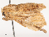  ( - CBG-A53640-C03)  @11 [ ] CreativeCommons - Attribution Share - Alike (2024) CBG Photography Group Centre for Biodiversity Genomics