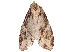  ( - CBG-A53641-A11)  @11 [ ] CreativeCommons - Attribution Share - Alike (2025) CBG Photography Group Centre for Biodiversity Genomics