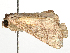 ( - CBG-A53642-A12)  @11 [ ] CreativeCommons - Attribution (2024) CBG Photography Group Centre for Biodiversity Genomics