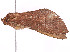  ( - CBG-A53642-E12)  @11 [ ] CreativeCommons - Attribution Share - Alike (2025) CBG Photography Group Centre for Biodiversity Genomics