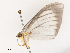  ( - CBG-A53643-A06)  @11 [ ] CreativeCommons - Attribution Share - Alike (2024) CBG Photography Group Centre for Biodiversity Genomics