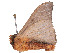  ( - CBG-A53643-E04)  @11 [ ] CreativeCommons - Attribution Share - Alike (2025) CBG Photography Group Centre for Biodiversity Genomics