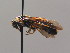  (Lophyrotoma zonalis - BC ZSM HYM AE091)  @13 [ ] CreativeCommons - Attribution Non-Commercial Share-Alike (2012) Stefan Schmidt SNSB, Zoologische Staatssammlung Muenchen