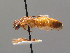  (Acanthoperga - BC ZSM HYM AE105)  @12 [ ] CreativeCommons - Attribution Non-Commercial Share-Alike (2012) Stefan Schmidt SNSB, Zoologische Staatssammlung Muenchen