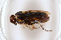  (Perga schiodtei - BC ZSM HYM AE108)  @13 [ ] CreativeCommons - Attribution Non-Commercial Share-Alike (2012) Stefan Schmidt SNSB, Zoologische Staatssammlung Muenchen