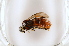  (Pergagrapta latreillii - BC ZSM HYM AE110)  @13 [ ] CreativeCommons - Attribution Non-Commercial Share-Alike (2012) Stefan Schmidt SNSB, Zoologische Staatssammlung Muenchen