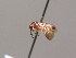  (Anathulea sp. SS1 - BC ZSM HYM AE124)  @12 [ ] CreativeCommons - Attribution Non-Commercial Share-Alike (2012) Stefan Schmidt SNSB, Zoologische Staatssammlung Muenchen