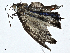  ( - CBG-A00335-G06)  @11 [ ] CreativeCommons - Attribution (2023) CBG Photography Group Centre for Biodiversity Genomics