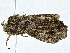  ( - CBG-A01168-H08)  @11 [ ] CreativeCommons - Attribution (2023) CBG Photography Group Centre for Biodiversity Genomics