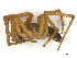  ( - CBG-A59544-H01)  @11 [ ] CreativeCommons - Attribution Share - Alike (2025) CBG Photography Group Centre for Biodiversity Genomics