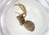  (Ctenus maculisternis - CBG-A61278-H06)  @11 [ ] CreativeCommons - Attribution Share - Alike (2025) Centre for Biodiversity Genomics Centre for Biodiversity Genomics