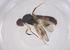  (Syringogaster atricalyx - CBG-B20594-C07)  @11 [ ] CreativeCommons - Attribution Share - Alike (2025) Centre for Biodiversity Genomics Centre for Biodiversity Genomics
