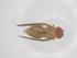  (Drosophila willistoni - CBG-B21712-E05)  @11 [ ] CreativeCommons - Attribution Share - Alike (2025) Centre for Biodiversity Genomics Centre for Biodiversity Genomics