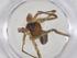  (Gephyroctenus - CBG-B22756-G07)  @11 [ ] CreativeCommons - Attribution Share - Alike (2025) Centre for Biodiversity Genomics Centre for Biodiversity Genomics