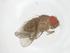  (Drosophila ivai - CBG-B22779-H07)  @11 [ ] CreativeCommons - Attribution Share - Alike (2025) Centre for Biodiversity Genomics Centre for Biodiversity Genomics