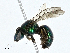  (Augochlora pachytes - CBG-A00330-E04)  @11 [ ] CreativeCommons - Attribution (2023) CBG Photography Group Centre for Biodiversity Genomics