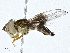  ( - CBG-A00376-D09)  @11 [ ] CreativeCommons - Attribution (2023) CBG Photography Group Centre for Biodiversity Genomics