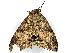  ( - CBG-A01215-D11)  @11 [ ] CreativeCommons - Attribution (2023) CBG Photography Group Centre for Biodiversity Genomics