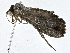  ( - CBG-A01221-F02)  @11 [ ] CreativeCommons - Attribution (2023) CBG Photography Group Centre for Biodiversity Genomics