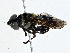  ( - CBG-A02887-B02)  @11 [ ] CreativeCommons - Attribution (2023) CBG Photography Group Centre for Biodiversity Genomics