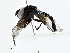  ( - CBG-A02888-B02)  @11 [ ] CreativeCommons - Attribution (2023) CBG Photography Group Centre for Biodiversity Genomics