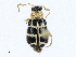 (Cerotoma arcuata - CBG-A02889-C07)  @11 [ ] CreativeCommons - Attribution (2023) CBG Photography Group Centre for Biodiversity Genomics