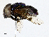  ( - CBG-A02892-C04)  @11 [ ] CreativeCommons - Attribution (2023) CBG Photography Group Centre for Biodiversity Genomics