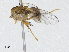 ( - CBG-A04463-G08)  @11 [ ] CreativeCommons - Attribution (2023) CBG Photography Group Centre for Biodiversity Genomics