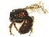  ( - CBG-A18420-H04)  @11 [ ] CreativeCommons - Attribution Share - Alike (2025) CBG Photography Group Centre for Biodiversity Genomics