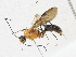  (Odontomachus sp. USNMENT01124389 - CBG-A21594-D12)  @11 [ ] CreativeCommons - Attribution Share-Alike (2023) CBG Photography Group Centre for Biodiversity Genomics