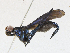  ( - CBG-A21595-G04)  @11 [ ] CreativeCommons - Attribution Share-Alike (2023) CBG Photography Group Centre for Biodiversity Genomics