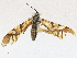  ( - CBG-A21596-G06)  @11 [ ] CreativeCommons - Attribution Share-Alike (2023) CBG Photography Group Centre for Biodiversity Genomics