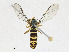  ( - CBG-A23436-E05)  @11 [ ] CreativeCommons - Attribution Share - Alike (2023) CBG Photography Group Centre for Biodiversity Genomics
