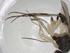  (Cheiromyia - CBG-A25375-C12)  @11 [ ] CreativeCommons - Attribution Share - Alike (2023) Centre for Biodiversity Genomics Centre for Biodiversity Genomics