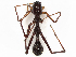  (Myrmecium - CBG-A25901-H10)  @11 [ ] CreativeCommons - Attribution (2024) CBG Photography Group Centre for Biodiversity Genomics