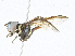  ( - CBG-A24236-D06)  @11 [ ] CreativeCommons - Attribution Share-Alike (2024) CBG Photography Group Centre for Biodiversity Genomics