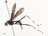  ( - CBG-A41854-B04)  @11 [ ] CreativeCommons - Attribution Share - Alike (2024) CBG Photography Group Centre for Biodiversity Genomics