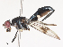  ( - CBG-A41920-A08)  @11 [ ] CreativeCommons - Attribution Share - Alike (2024) CBG Photography Group Centre for Biodiversity Genomics