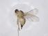  (Liriomyza marginalis - CBG-A43426-E07)  @11 [ ] CreativeCommons - Attribution Share - Alike (2024) Centre for Biodiversity Genomics Centre for Biodiversity Genomics