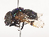  ( - CBG-A44419-E03)  @11 [ ] CreativeCommons - Attribution Share - Alike (2024) CBG Photography Group Centre for Biodiversity Genomics