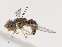  ( - CBG-A45164-E03)  @11 [ ] CreativeCommons - Attribution Share - Alike (2024) CBG Photography Group Centre for Biodiversity Genomics