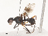  ( - CBG-A45235-G07)  @11 [ ] CreativeCommons - Attribution Share - Alike (2024) CBG Photography Group Centre for Biodiversity Genomics