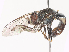  ( - CBG-A45240-H02)  @11 [ ] CreativeCommons - Attribution Share - Alike (2024) CBG Photography Group Centre for Biodiversity Genomics