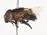  ( - CBG-A45250-A05)  @11 [ ] CreativeCommons - Attribution Share - Alike (2024) CBG Photography Group Centre for Biodiversity Genomics