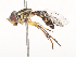 ( - CBG-A45252-F05)  @11 [ ] CreativeCommons - Attribution Share-Alike (2024) CBG Photography Group Centre for Biodiversity Genomics