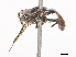  ( - CBG-A45253-B04)  @11 [ ] CreativeCommons - Attribution Share-Alike (2024) CBG Photography Group Centre for Biodiversity Genomics