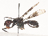  ( - CBG-A46900-D08)  @11 [ ] CreativeCommons - Attribution Share - Alike (2024) CBG Photography Group Centre for Biodiversity Genomics