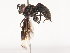  (Peradon luridescens - CBG-A46925-C08)  @11 [ ] CreativeCommons - Attribution Share - Alike (2024) CBG Photography Group Centre for Biodiversity Genomics