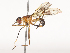  ( - CBG-A48547-H03)  @11 [ ] CreativeCommons - Attribution Share - Alike (2024) CBG Photography Group Centre for Biodiversity Genomics